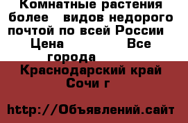 Комнатные растения более200видов недорого почтой по всей России › Цена ­ 100-500 - Все города  »    . Краснодарский край,Сочи г.